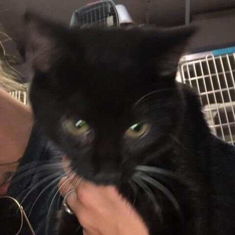 Cat Boone (Wise Kitten 2)