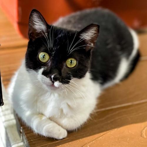 Feline Friday 021624: Soccer Ball