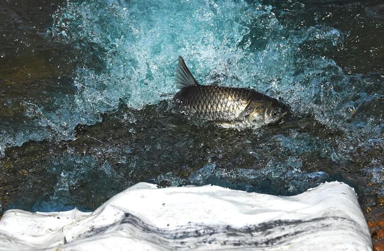 Sterile Grass Carp