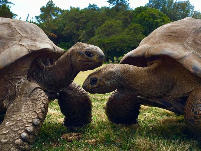 SCIENCE-TORTOISE/