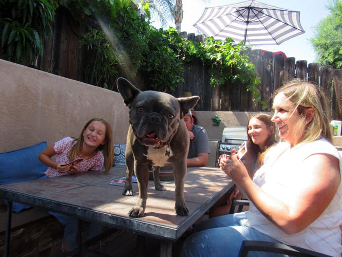 LIFE-PETS-WORK-TRANSITION-3-SD