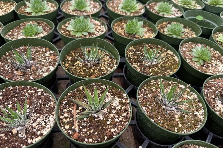 Gardening-Indoor Desert