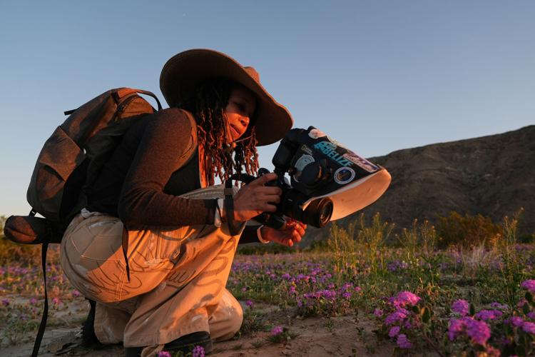 Photographing Bees Krystle Hickman