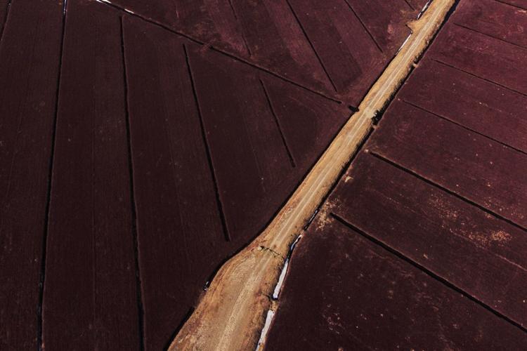 Climate Cranberry Bog Restoration