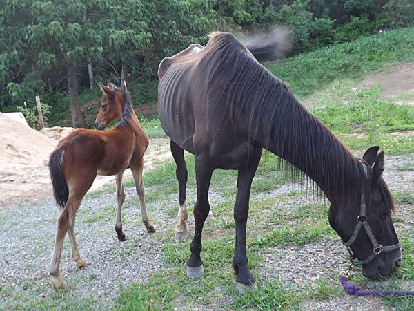 Two more horses seized in Franklin County