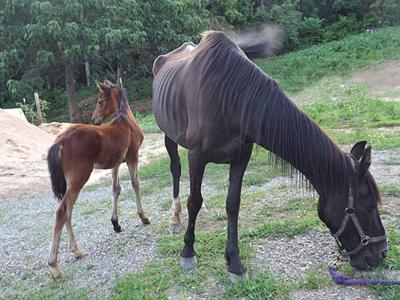 Two more horses seized in Franklin County