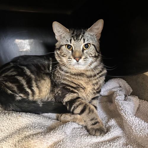 Harvey, domestic short hair