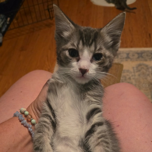 Hunny, domestic short hair