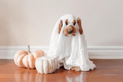 Photo: The 20 cutest Halloween pet costumes