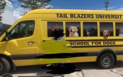 Dog day care