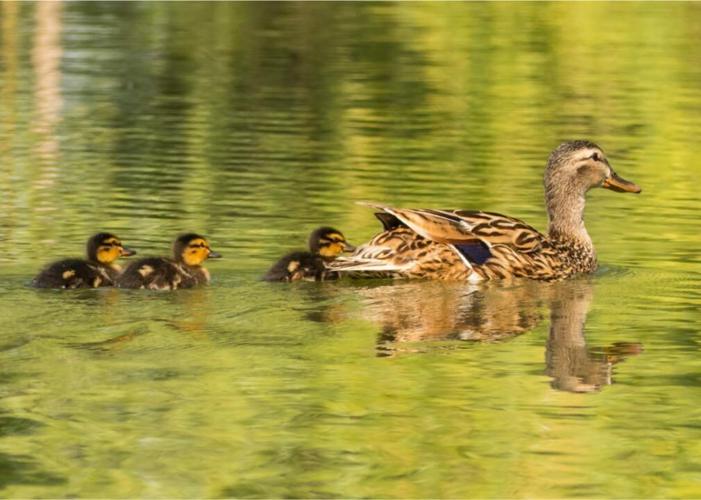 #47. Manhasset Hills, New York