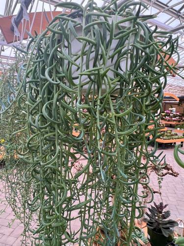Gardening-Succulents-string of dolphins plant
