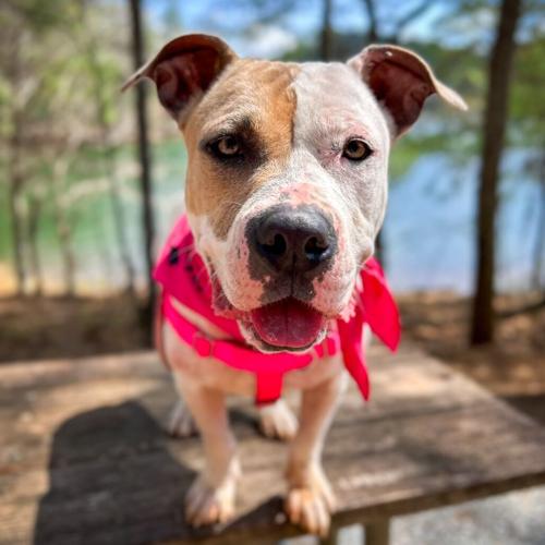 Shimmer, mixed breed