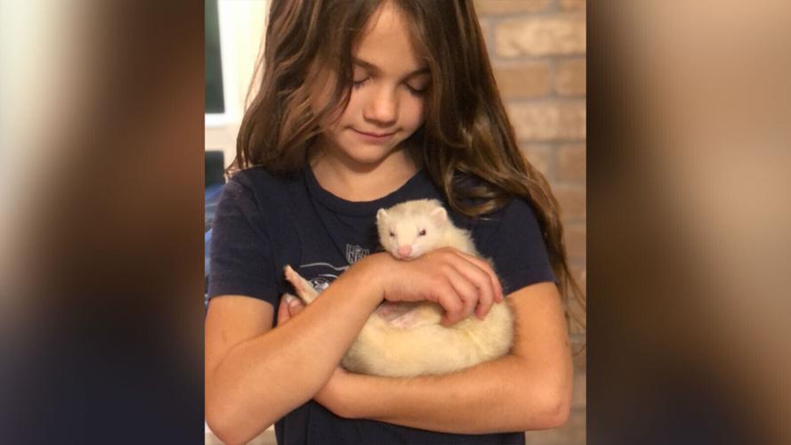Wombats, snails, ferrets: The animals that brought us joy during the pandemic