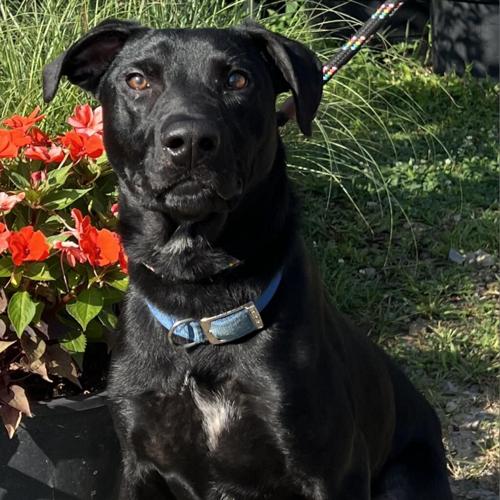 090623-fnp-opn-furryfriends-oscar