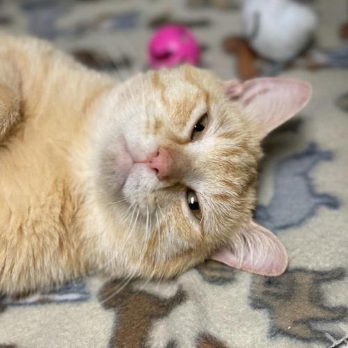 070523 Furry Friends Caleb