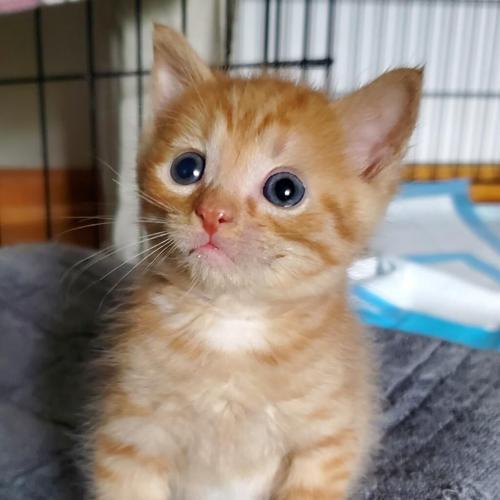 Feline Friday 072823 Mozzarella