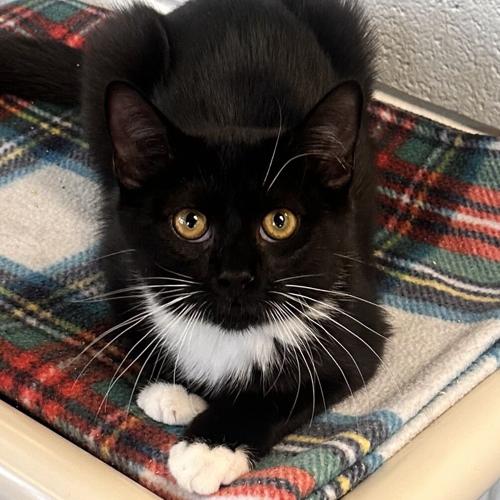 Sombr, domestic short hair