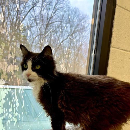 Feline Friday: Reezy, domestic short hair