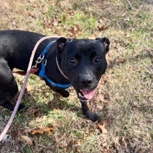 Denver, Labrador mix