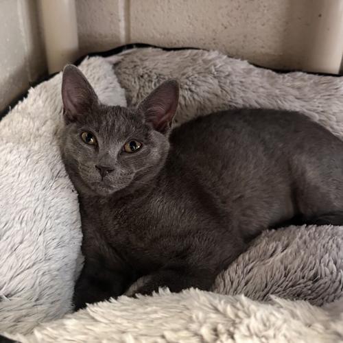 Furry Friends: Montie, domestic short hair