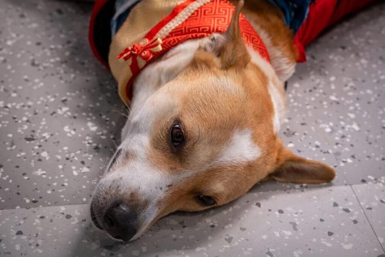 Walk for Peace attracts thousands across Henrico, ‘comes at a critical time’ for communities, nation