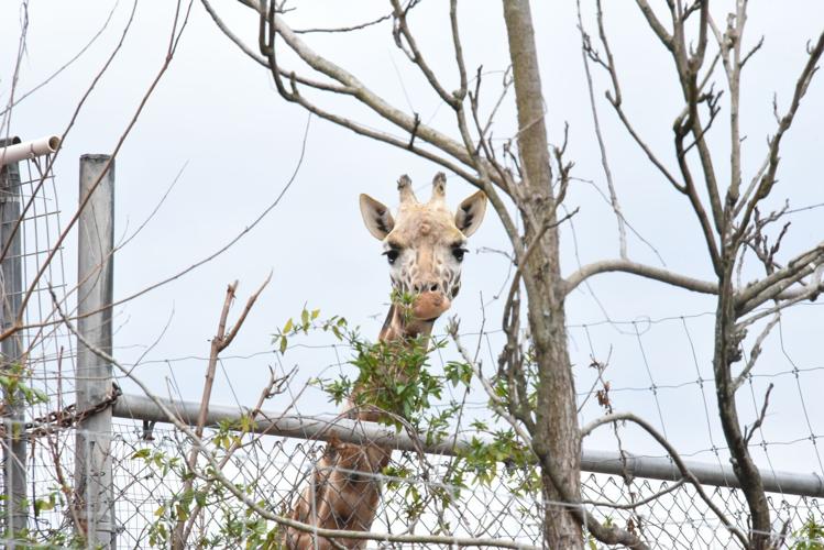 Natural Bridge Zoo giraffe 12.31.2024