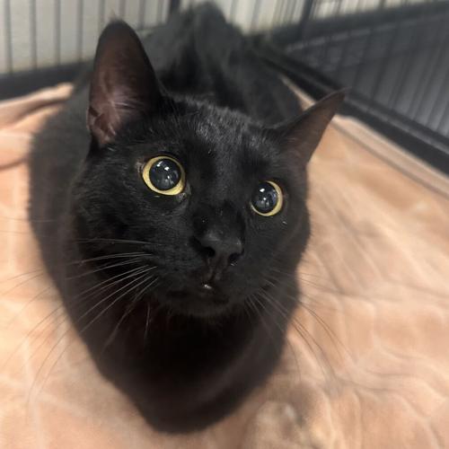 Cynthia Erivo, domestic short hair