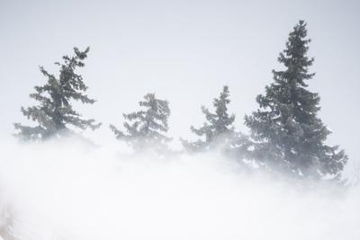 Wind-whipped trees (copy) (copy)