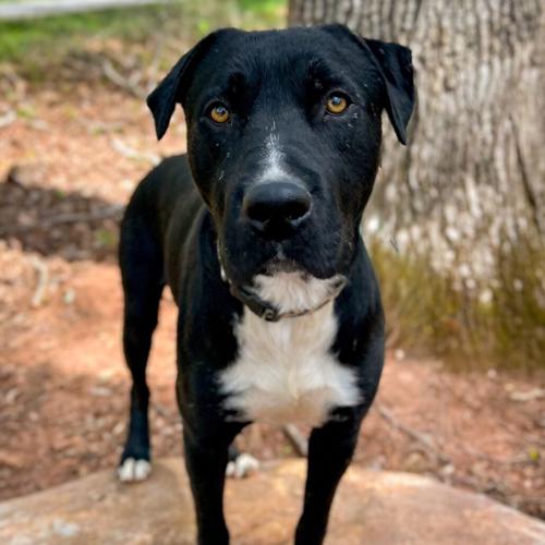 Hardin, Lab mix