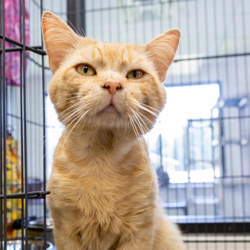 070524-felinefriday-fox