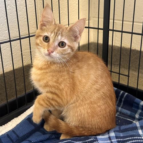 071726-fnp-opn-felinefriday-cheeto.jpeg