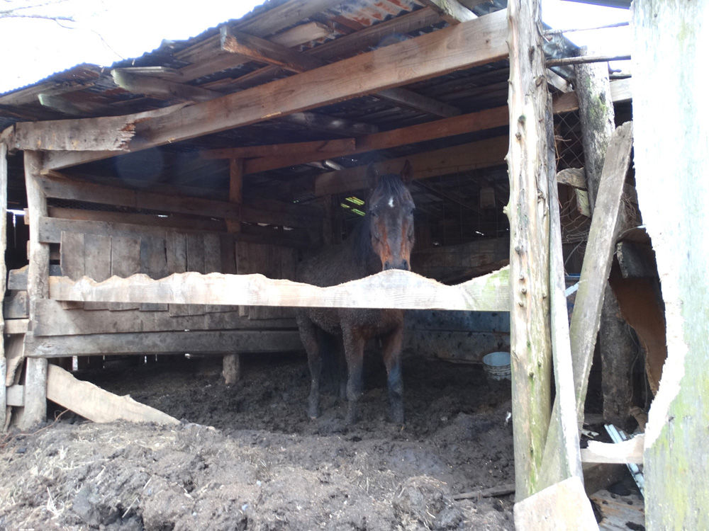 Seven horses rescued in Franklin County