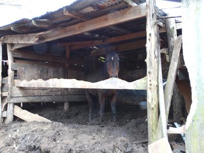 Seven horses rescued in Franklin County