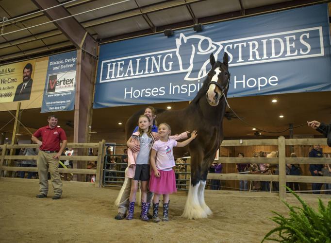 Ivan towers over young guests at Healing Strides. One of the smaller horses in the hitch, he is six feet tall at the shoulder..jpg