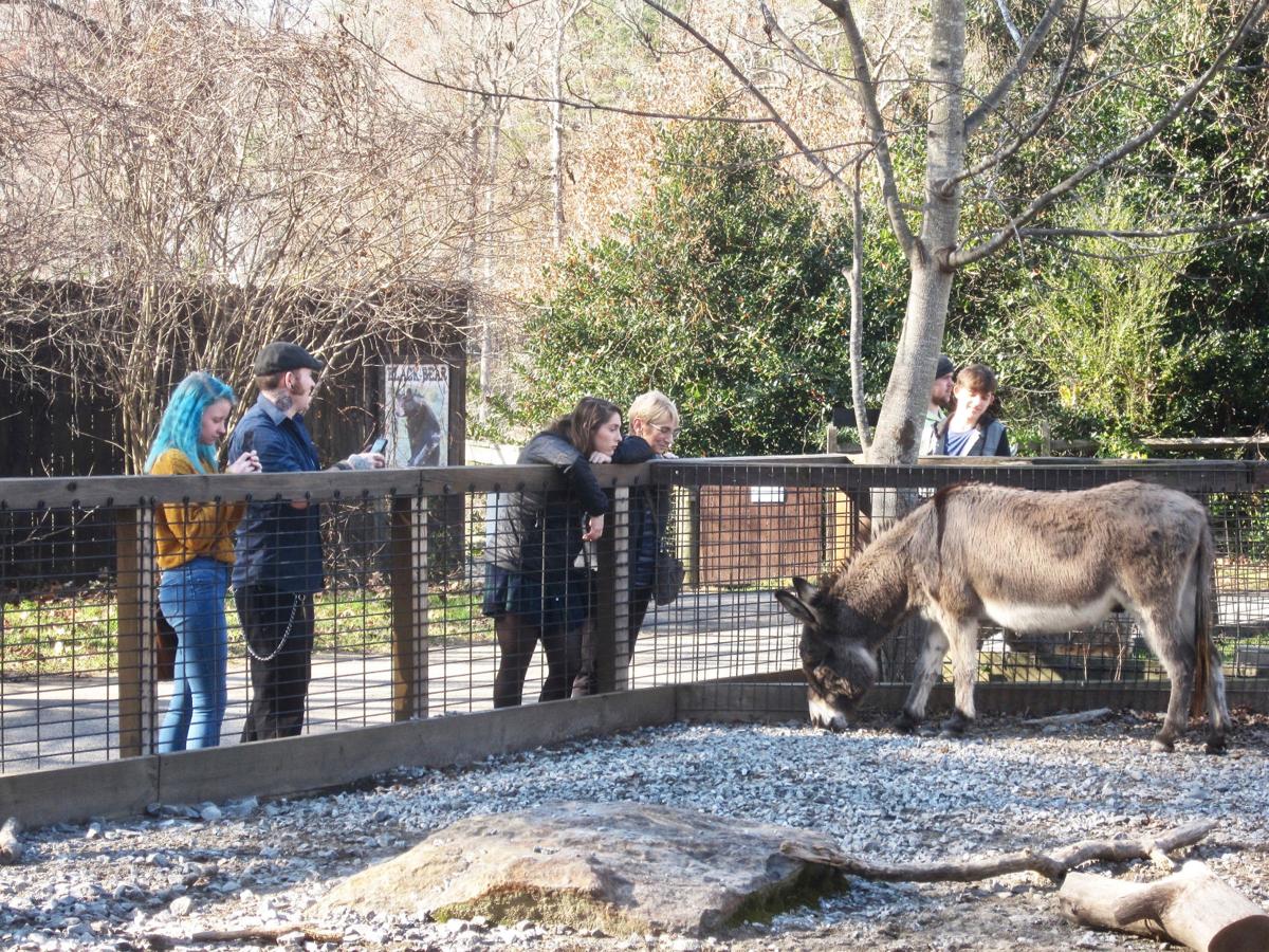 Summer camp at the WNC Nature Center