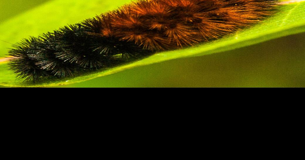 What says the wooly worm this fall? Outdoors