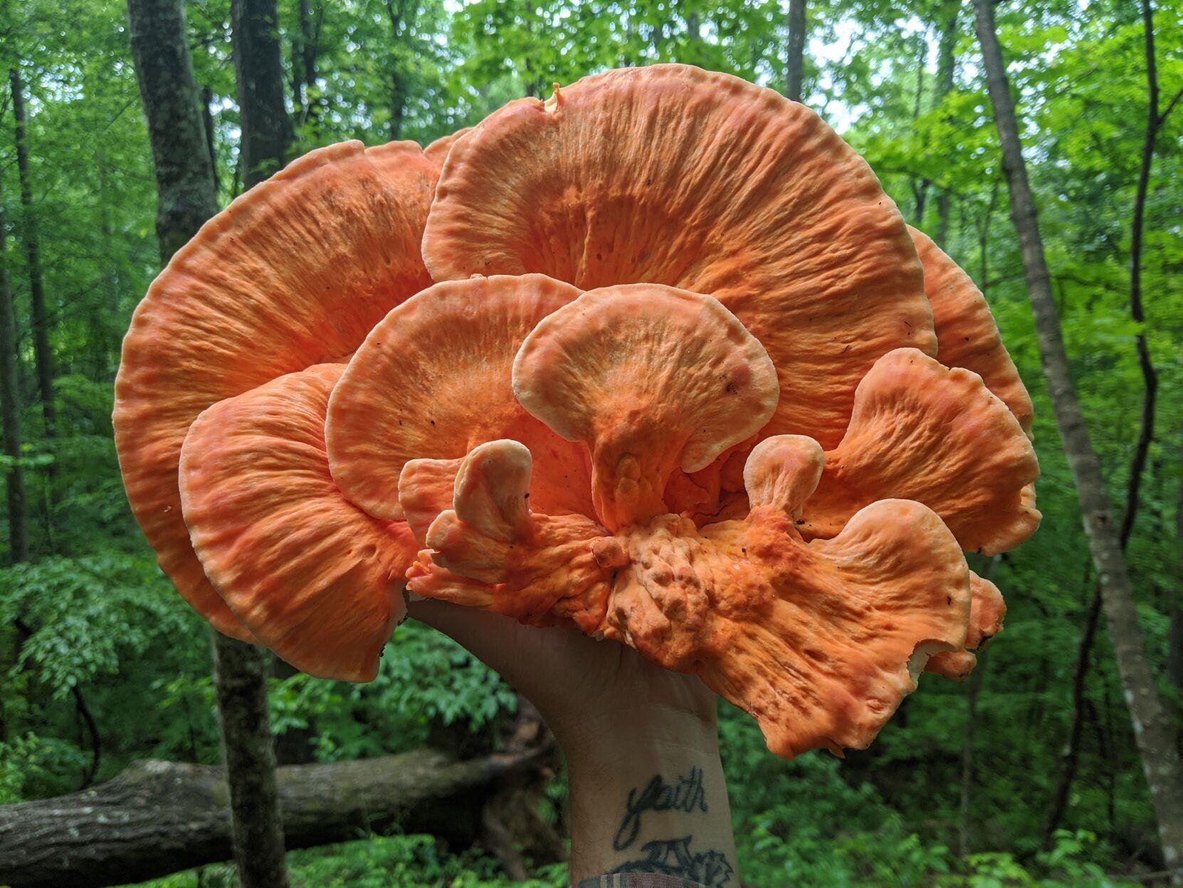 Wild morels 101 learn tips from a pro on hunting edible mushrooms