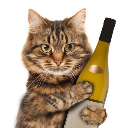 cat with a bottle of wine