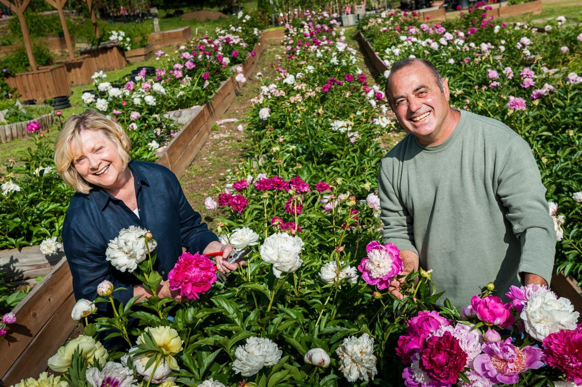 Stop And Smell The Peonies During Flower Farm Open House In May Outdoors Theguidewnc Com Stop And Smell The Peonies During Flower Farm Open House In May Outdoors Theguidewnc Com