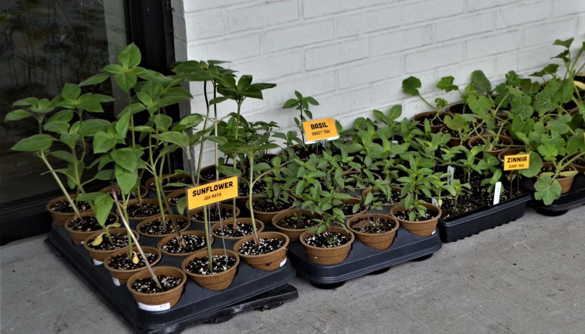 Area Garden Centers Now Open For Buying Plants Supplies Outdoor Theguidewnc Com