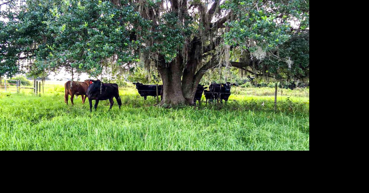State Preserving 470-acre Limestone Ranch | News | theheraldadvocate.com