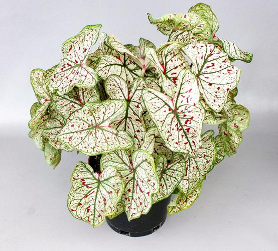 Breeding Program Introduces New Caladium Varieties | News ...
