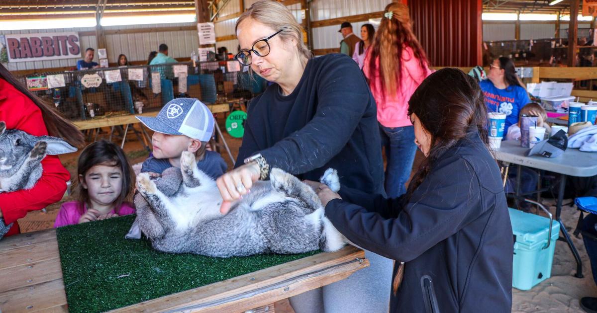 Campion Rabbit Ryan Wiggins Presents Grand Champion Rabbit | News | theheraldadvocate.com