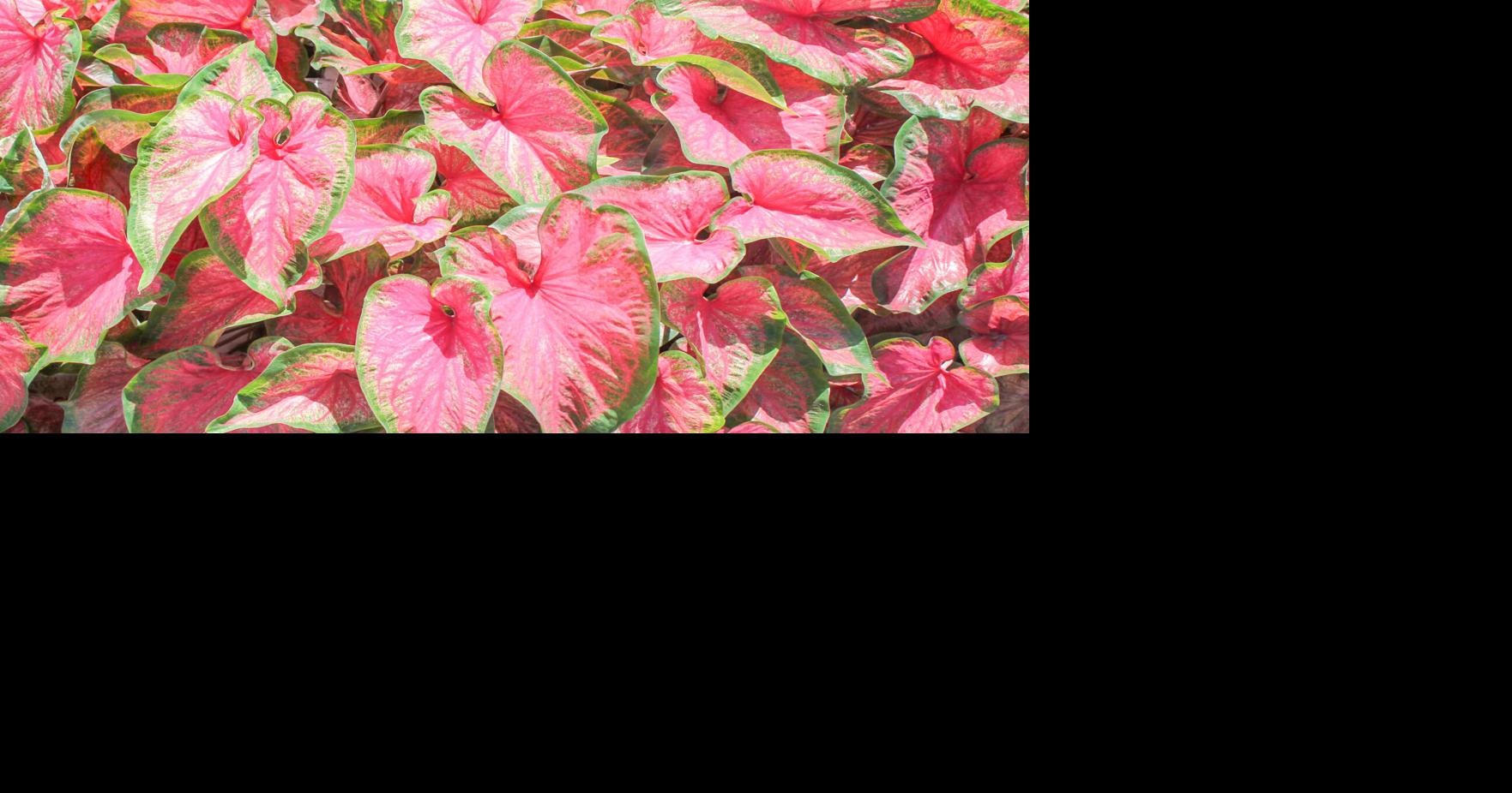 Breeding Program Introduces New Caladium Varieties | News ...