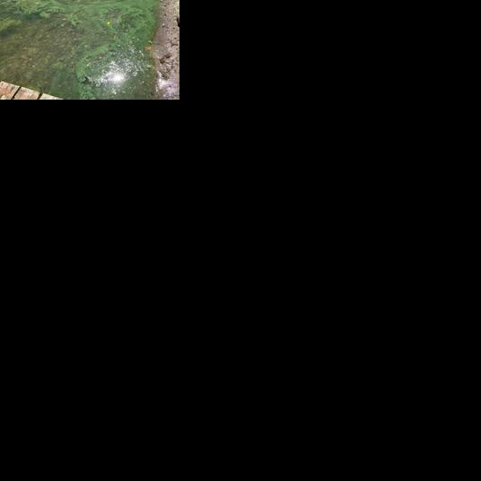 Health department reports  harmful algal bloom on Conesus Lake