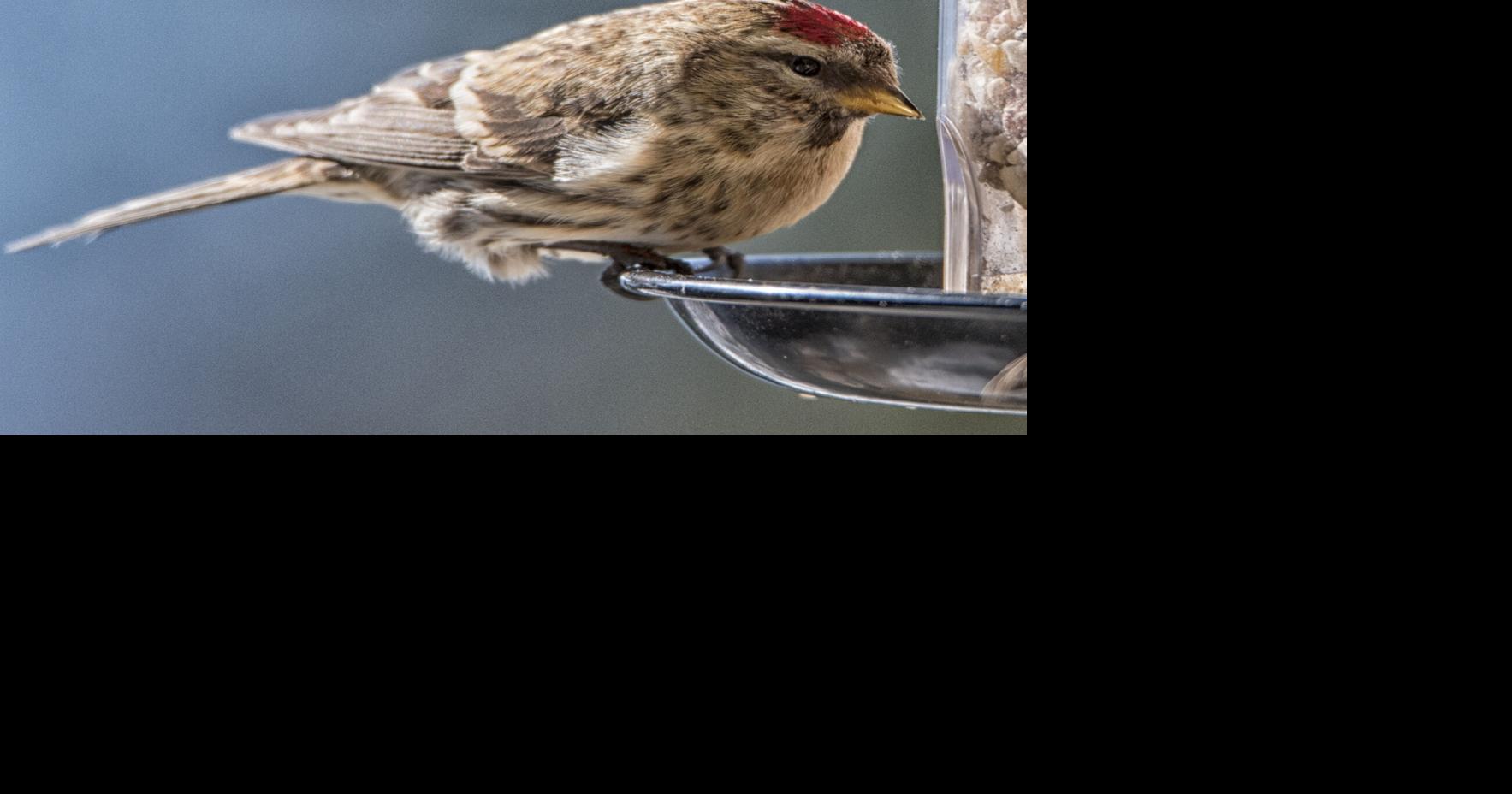 Tips for proper bird feeder placement Lifestyles