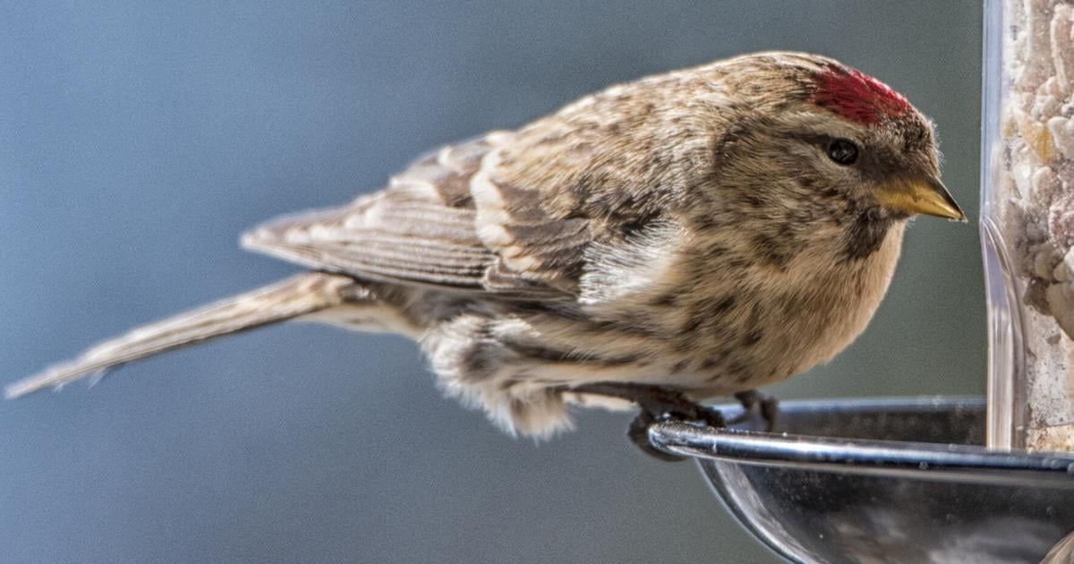 Tips for proper bird feeder placement Lifestyles