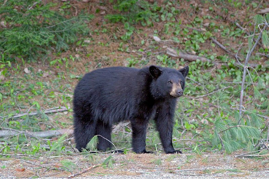 Species Spotlight: Black Bear. Black bears were hunted heavily and