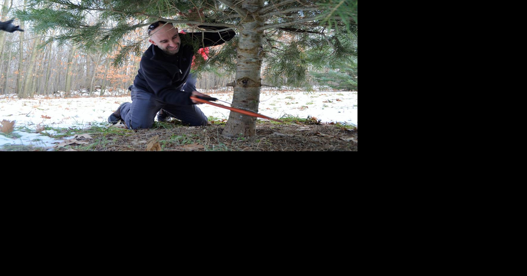 Christmas spirit: Area tree farms open for the holiday rush | Local ...
